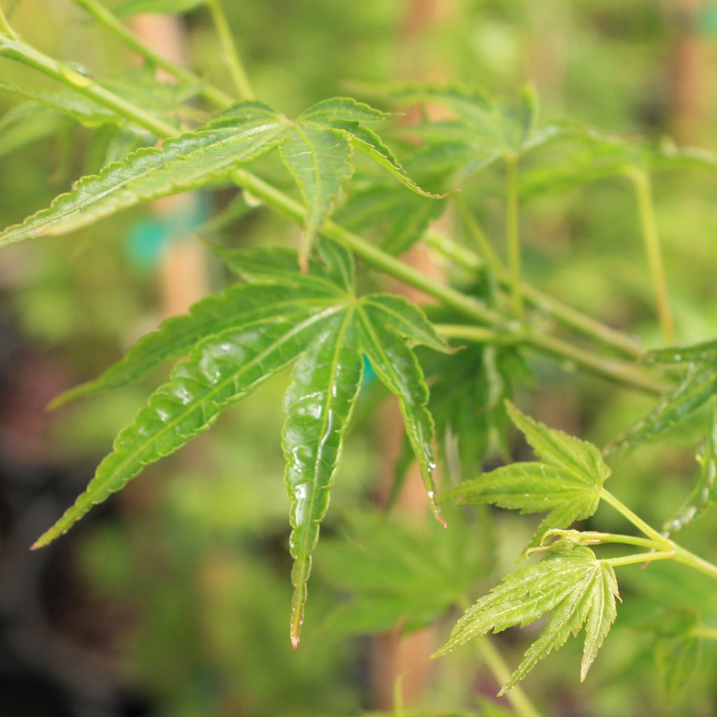 Acer palmatum 'Kurui jishi' (DWARF) (CG)