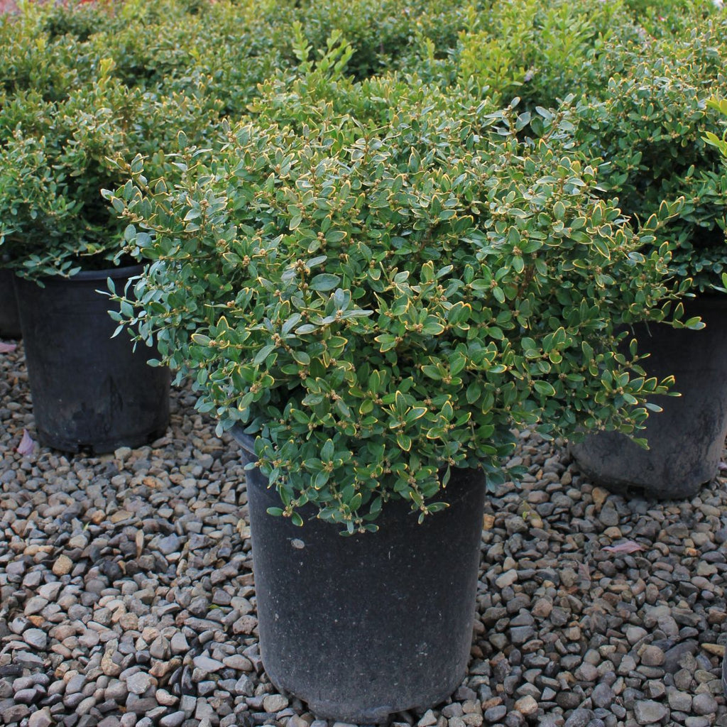 Buxus x 'Chicagoland Green'® (CG)