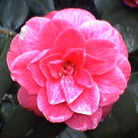 Camellia jap. 'Victor Emmanuel' (red)