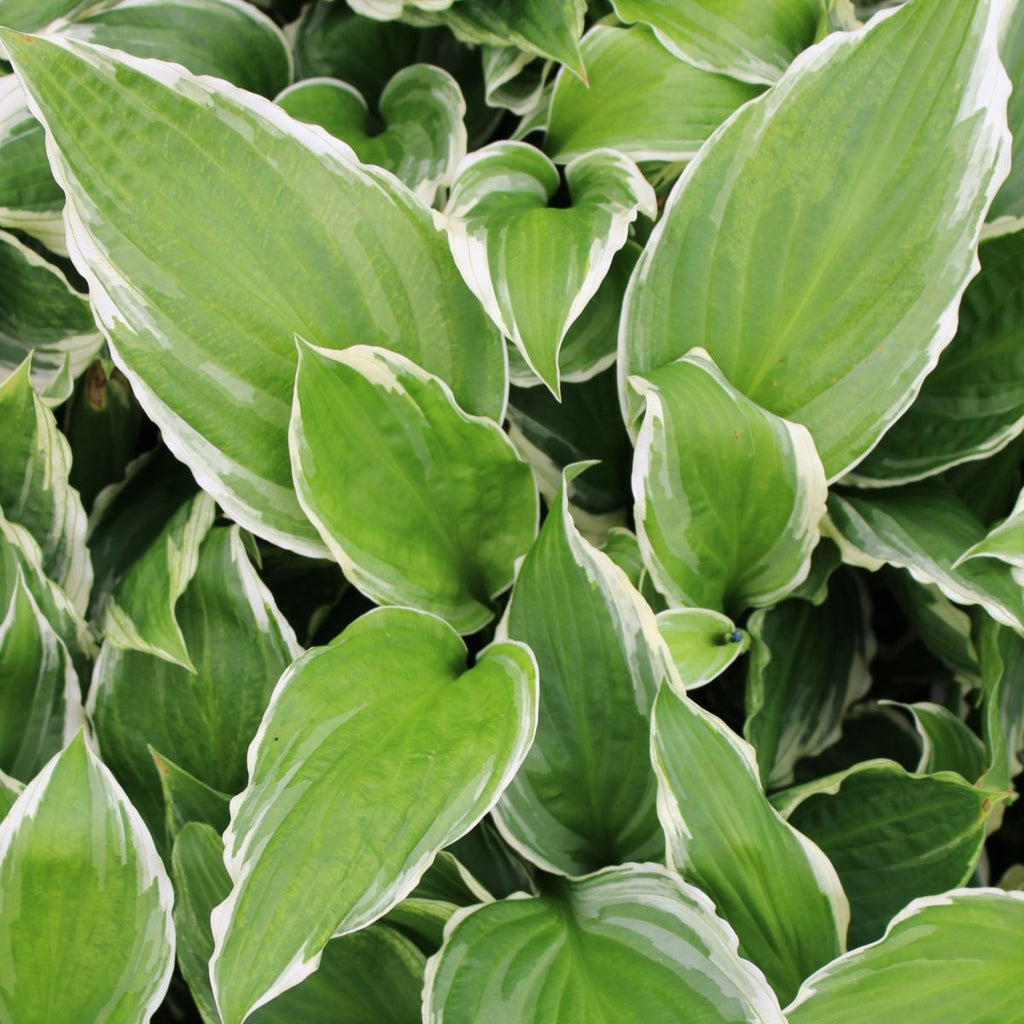 Hosta 'Zager's White Edge'