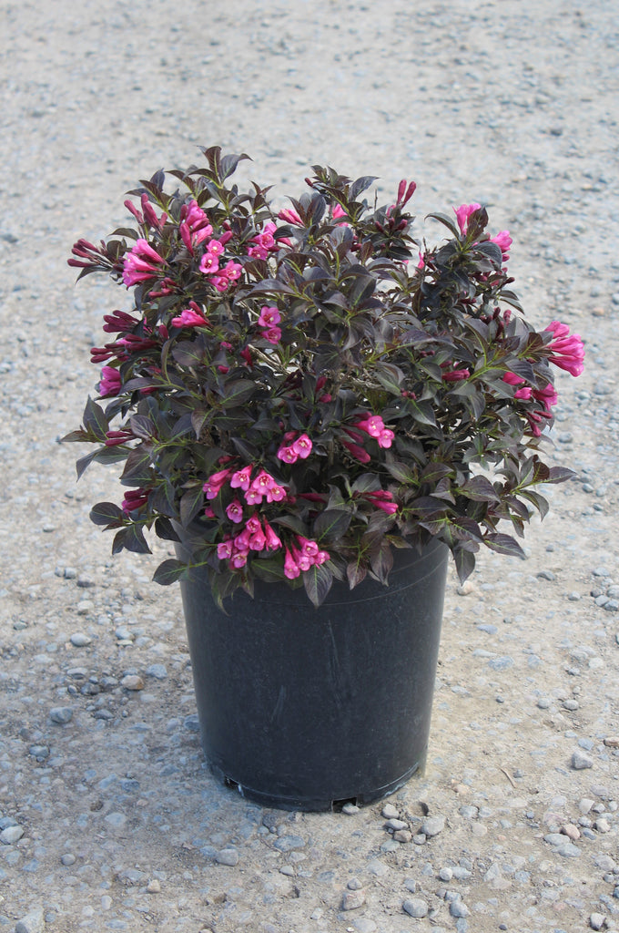 Weigela f. 'Dark Horse'