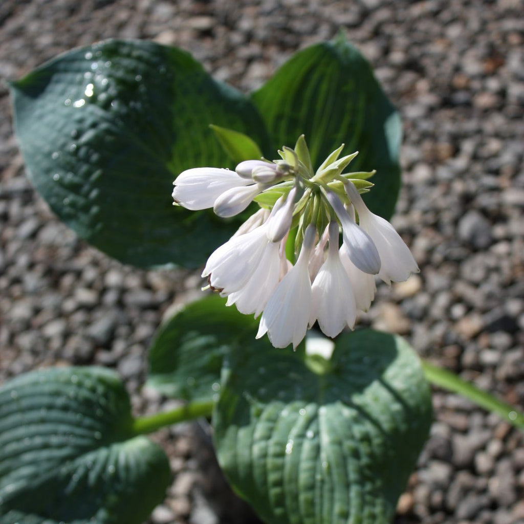 Hosta 'Powder Blue'