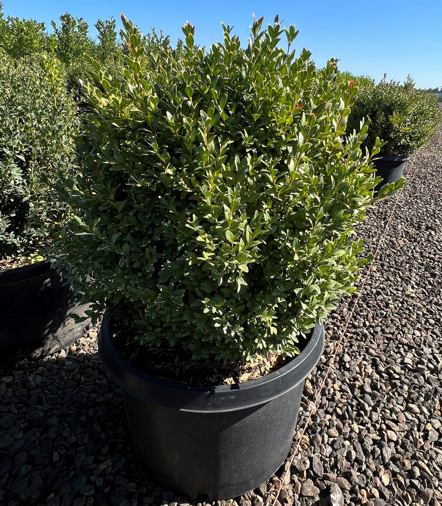 Buxus m. k. 'Julia Jane'